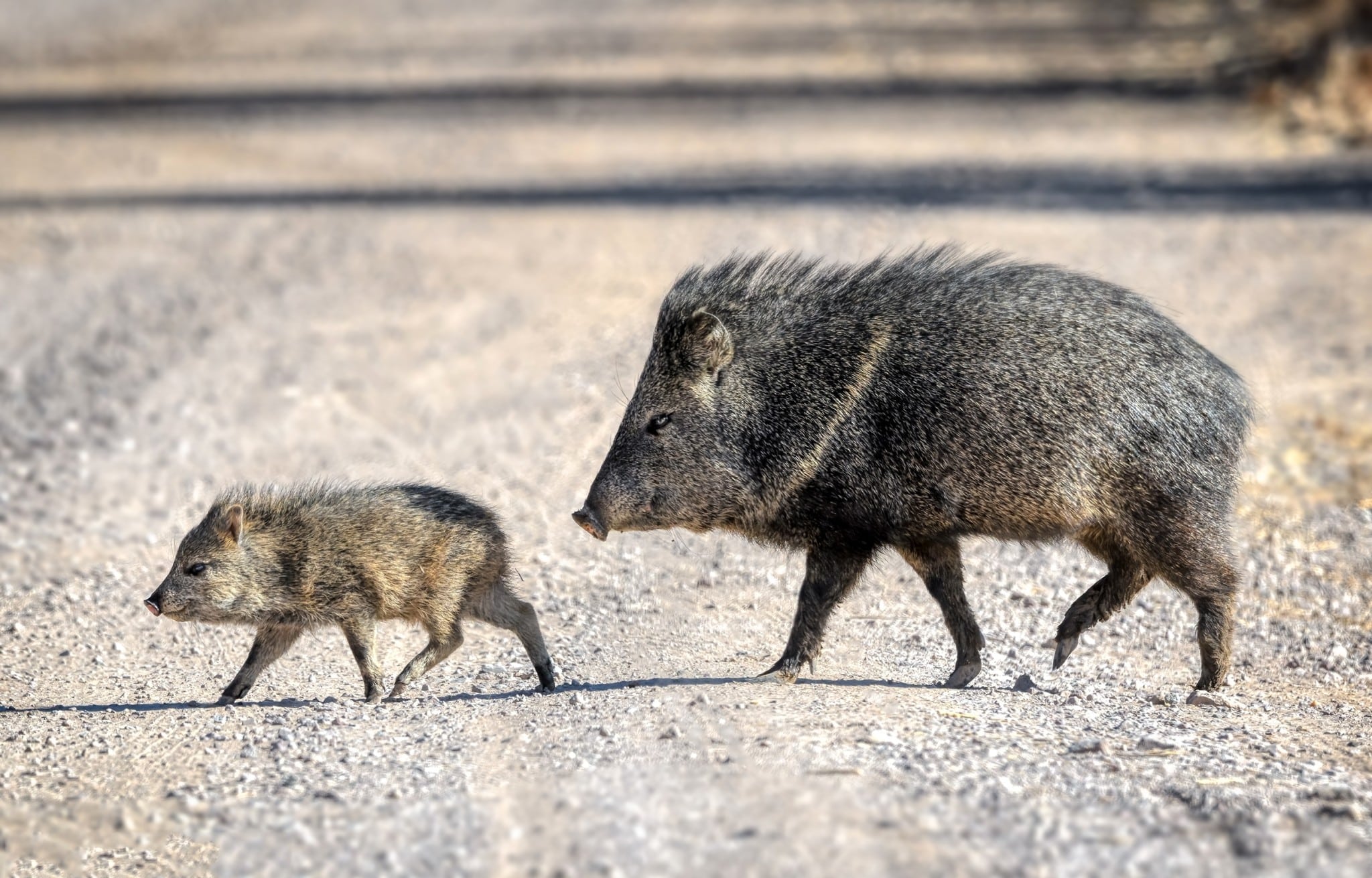 “And wild boars from the forest began to ravage the land” - Psalm 80 (Nikolay Zaborskikh/Shutterstock)