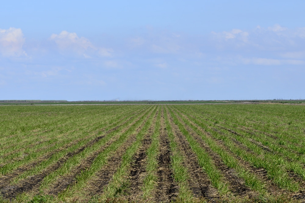 NextImg:Government Interference Ruins Yet Another Industry — Sugar