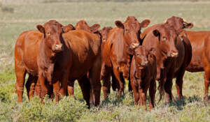 No, Red Cows Won’t Spark War in Israel