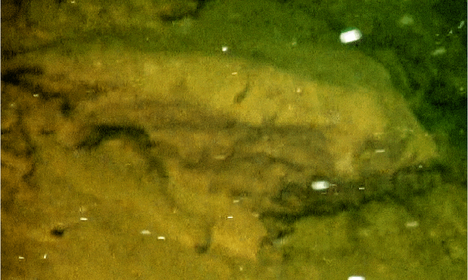 (Credit: Timothy Mellon and John Jarrell for this montage)