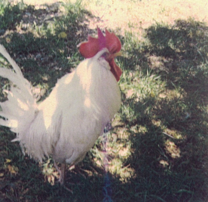 Chickadee Murdock, 1972-1979 (Photo courtesy of Deroy Murdock)