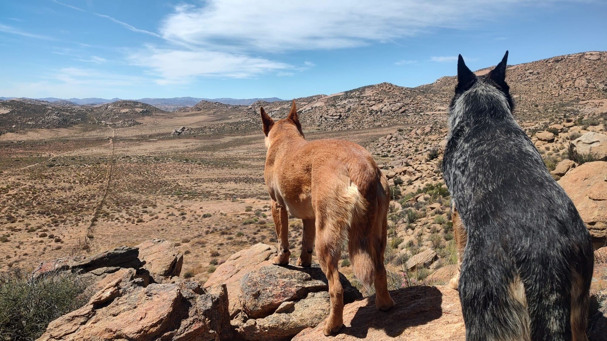 Two dogs look over Gideon Jacobs’ farm in South Africa (Image provided by Gideon Jacobs)